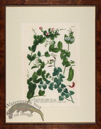 Weinmann Burl with Gold DM 02